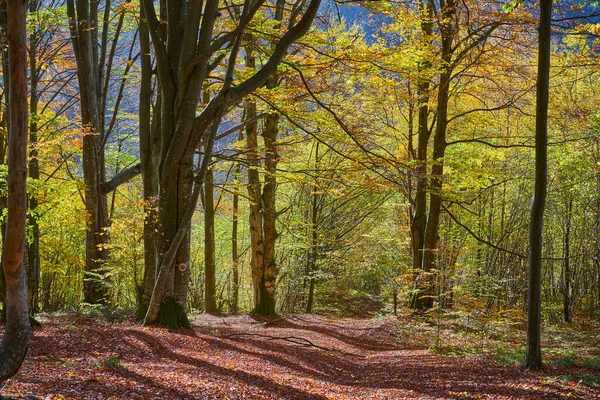 Landschap Met Loofrijke Gemengde Kleurrijke Bomen Bos Herfst Gevallen Bladeren — Stockfoto