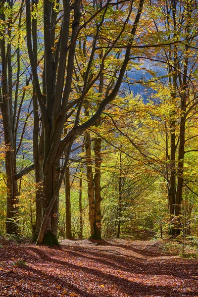 Τοπίο Φυλλοβόλα Μικτά Πολύχρωμα Δέντρα Δάσος Φθινόπωρο Πεσμένα Φύλλα Στο — Φωτογραφία Αρχείου