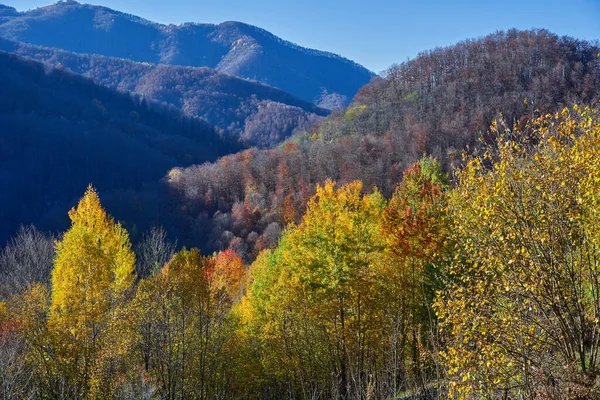 Paisagem Com Árvores Coloridas Mistas Decíduas Floresta Outono Folhas Caídas — Fotografia de Stock