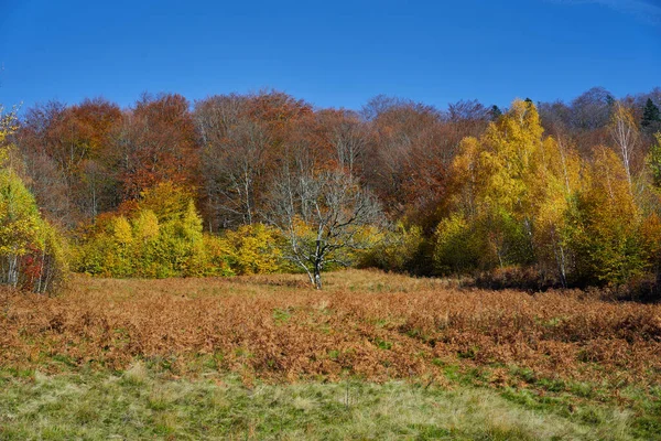 Пейзаж Лиственными Разноцветными Лесами Осенью Опавшие Листья Земле — стоковое фото