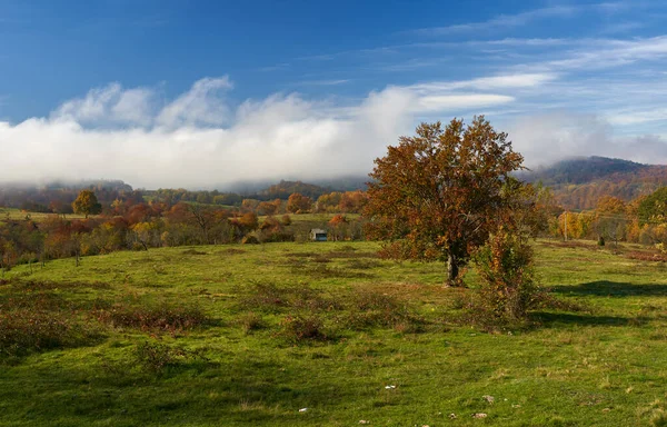 Осенний Пейзаж Деревьями Туманом Спускающимся Гор — стоковое фото