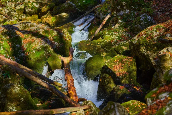 Nehir Yemyeşil Bir Bitki Örtüsüyle Dağdaki Bir Kanyondan Hızla Geçer — Stok fotoğraf