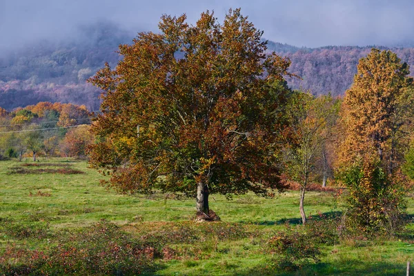 Najaarslandschap Met Bomen Mist Uit Bergen — Stockfoto