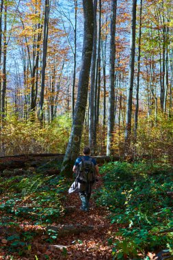 Sırt çantalı doğa fotoğrafçısı dağdaki kayın ormanında yürüyüş yapıyor.