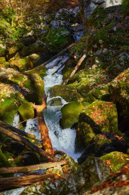 Nehir, yemyeşil bir bitki örtüsüyle dağdaki bir kanyondan hızla geçer.