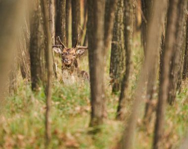 Fallow geyiği, Dama dama, ormanda boynuzlu geyik.