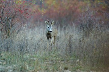 Sonbaharda ormandaki bir tarlada Roebuck 