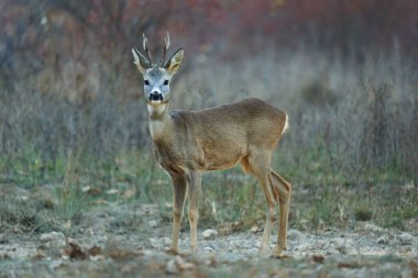 Sonbaharda ormandaki bir tarlada Roebuck 