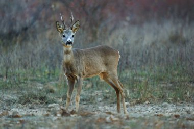 Sonbaharda ormandaki bir tarlada Roebuck 