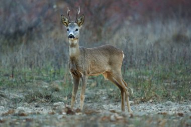 Sonbaharda ormandaki bir tarlada Roebuck 