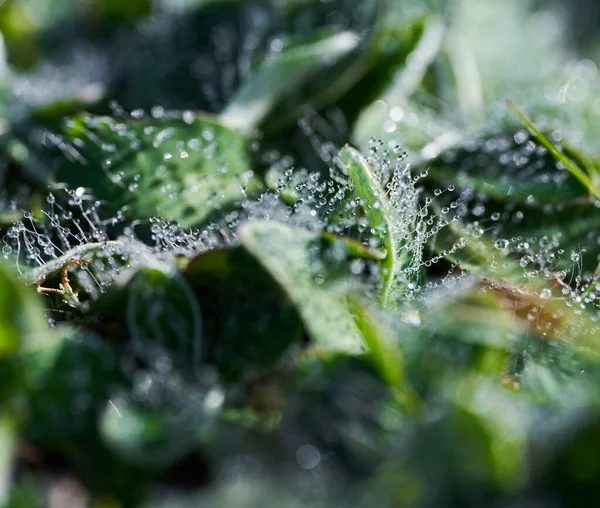 水滴从清晨的露珠草 — 图库照片