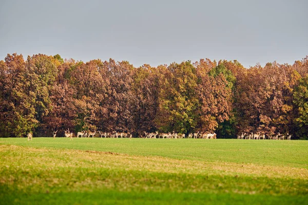 落ちた鹿の群れ ダマダマ 森のそばの畑 — ストック写真