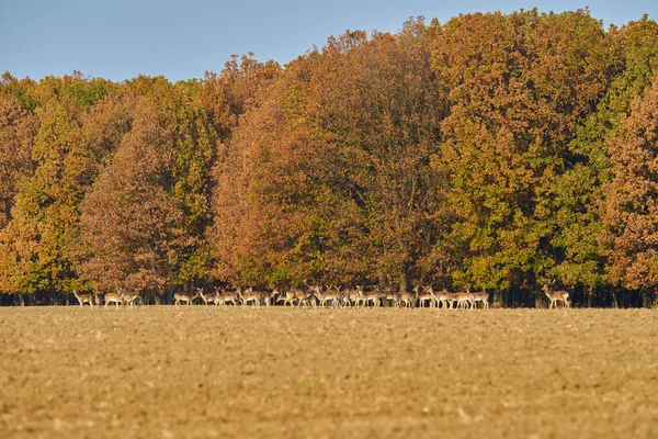 Skupina Padlých Jelenů Dama Dama Poli Lesa — Stock fotografie