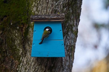 Great tit, parus major, at his house and nest in the tree