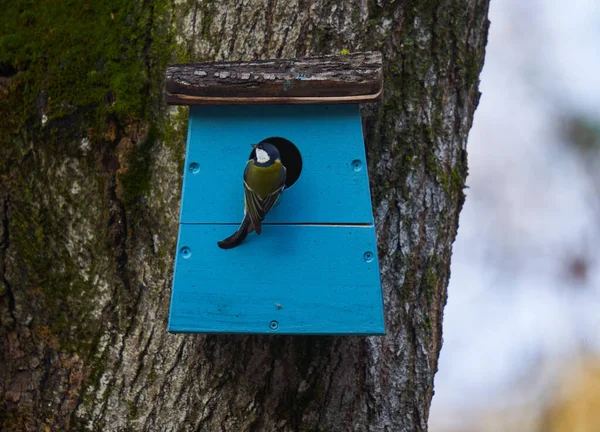 Great Tit Parus Major His House Nest Tree — Stok fotoğraf