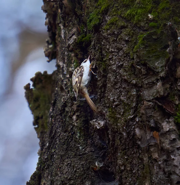 Avrasyalı Ağaç Sürüngeni Certhia Tanıdık Ağaç Kabuğunda — Stok fotoğraf