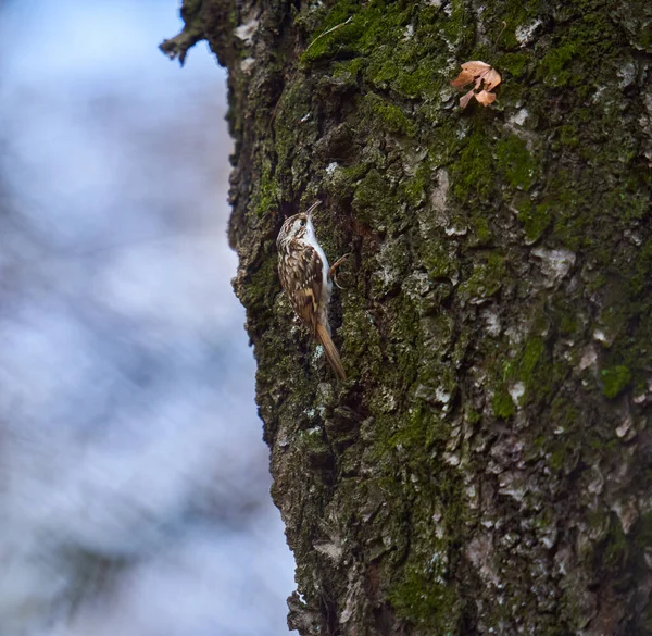 欧亚爬树者 Certhia Familiaris 坐在树皮上 — 图库照片