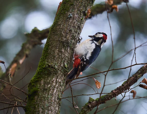 Middle Spotted Woodpecker Pecking Tree Insects — Stock Photo, Image
