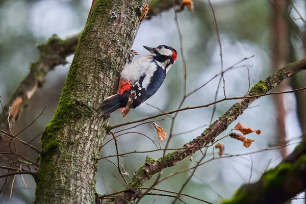 中间斑斑啄木鸟啄食树上的昆虫 — 图库照片