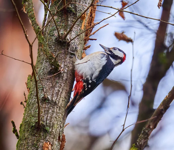 中间斑斑啄木鸟啄食树上的昆虫 — 图库照片