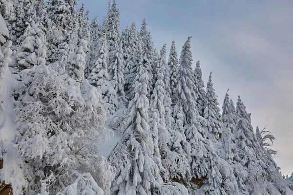 Hóval Borított Fenyőerdő Hegyekben Télen — Stock Fotó