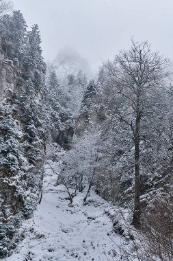 Gün batımında kış manzarası. Çam ormanı ve karla kaplı dağlar. 