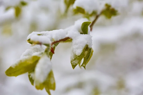 Closeup Branches Leaves Covered Heavy Snow Spring — Stock Photo, Image