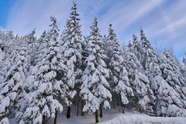 Pine forest covered in snow in the mountains during winter time