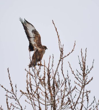 Şahin, Buteo buteo, bir ağacın tepesine tünemiş yırtıcı kuş.
