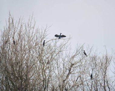 Cormorants perched on trees in the mating season