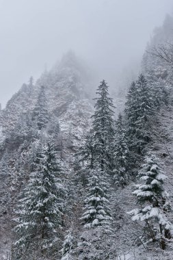 Winter landscape with snowy pine forests in the mountains