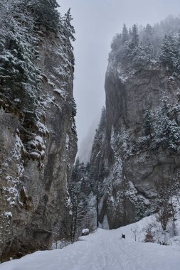 Winter landscape with snowy pine forests in the mountains