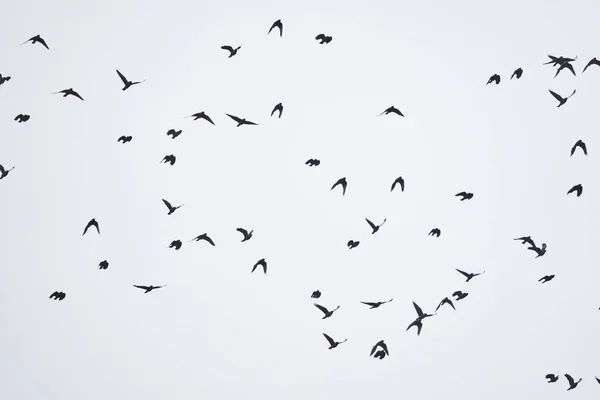 Flock Crows Flying Cloudy Sky — Fotografia de Stock