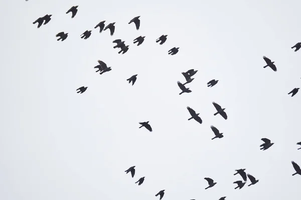 Flock Crows Flying Cloudy Sky Imagen De Stock