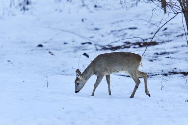 Roe geyiği ormanda yiyecek arıyor.