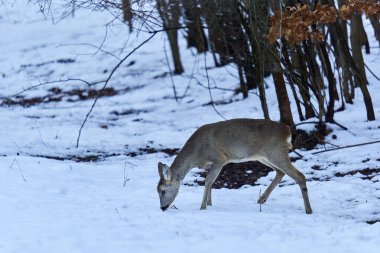 Roe geyiği ormanda yiyecek arıyor.