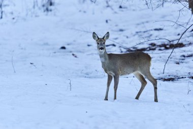 Roe geyiği ormanda yiyecek arıyor.
