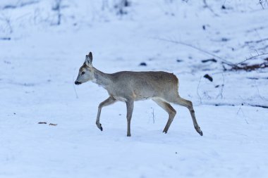 Roe geyiği ormanda yiyecek arıyor.
