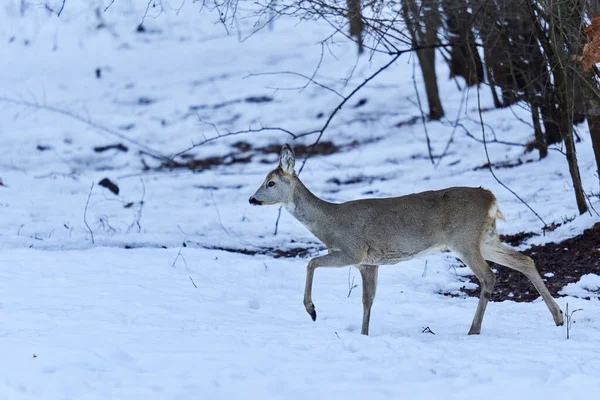森の中の雪の中で食べ物を探しているロードシカ — ストック写真