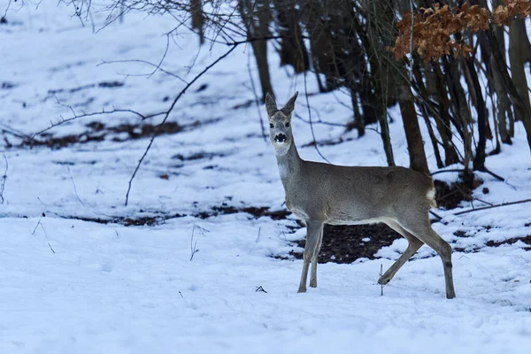 Ciervos Buscando Comida Través Nieve Bosque —  Fotos de Stock