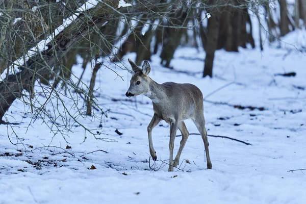 Roe Herten Zoek Naar Voedsel Door Sneeuw Het Bos — Stockfoto