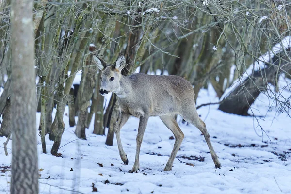 Roe Herten Zoek Naar Voedsel Door Sneeuw Het Bos — Stockfoto