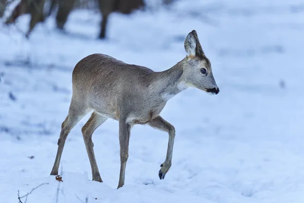 Ciervos Buscando Comida Través Nieve Bosque — Foto de Stock