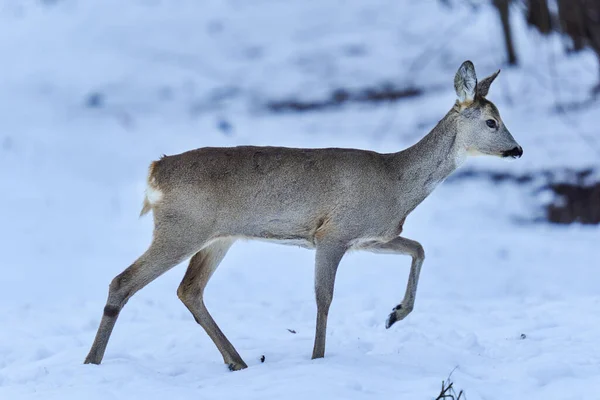 在森林里的雪中寻找食物的鹿群 — 图库照片