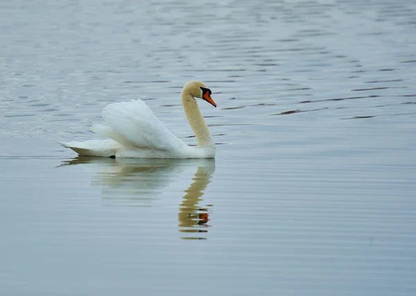 Swan Plavání Jezeře Nebo Řece Odrazem — Stock fotografie