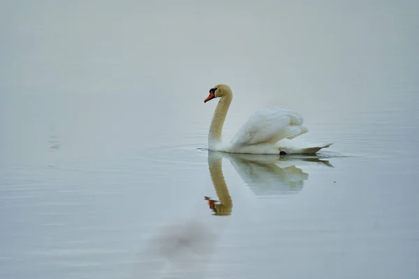Cisne Nadando Lago Rio Com Reflexão — Fotografia de Stock