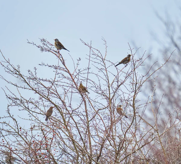 Ardıç Kuşu Grubu Bulutlu Gökyüzüne Karşı Bir Ağaca Tünedi — Stok fotoğraf