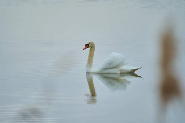 Swan Plavání Jezeře Nebo Řece Odrazem — Stock fotografie