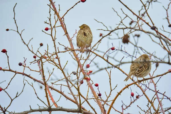 Kornammer Vogel Hockt Auf Einem Zweig Einem Gebüsch — Stockfoto