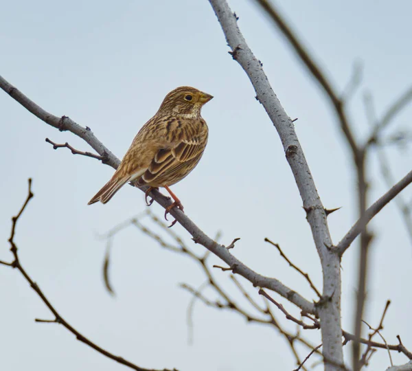 玉米旗布鸟栖息在树枝的布什 — 图库照片
